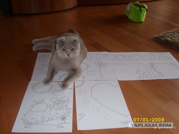 Котовторник на ферме (65 фот)
