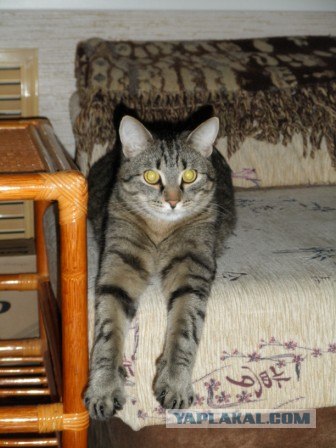 Котовторник - С праздником, котоводы!