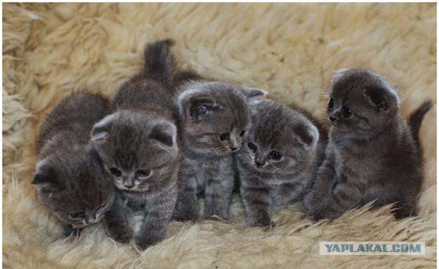 Начинаем котовторник!