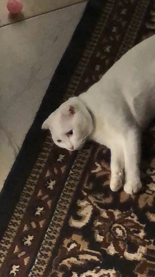 Немного милоты