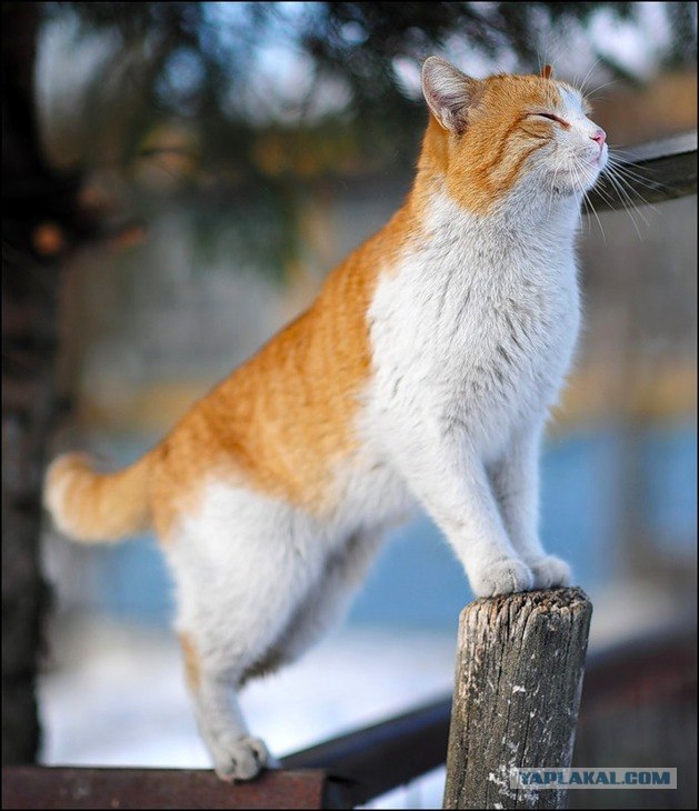Котовторник (31.01.2012)