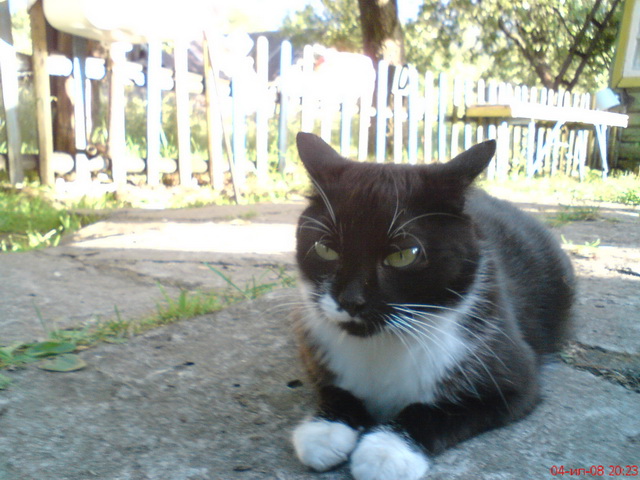 Котовторник (21.02.2012)