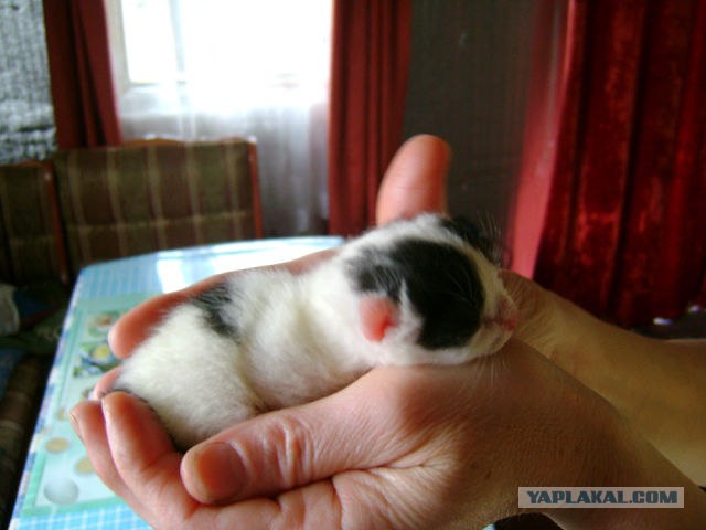 Котовторник 24.04.2012