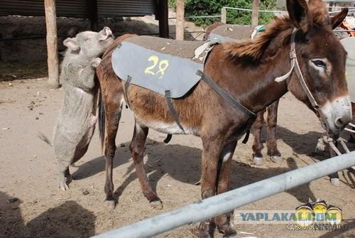 После развода воронежец по решению суда перестал считаться отцом ребёнка
