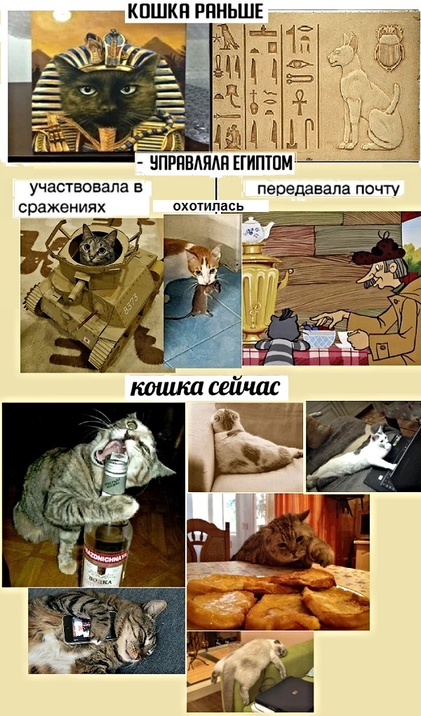 Картинки с котами и про котов