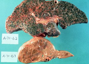 Новое творение  от обладателя Оскара  Тома Хупера!