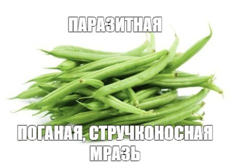 Вы поганая стручконосная мразь!». Реакция шеф-редактора RT на расследование «Паразиты»