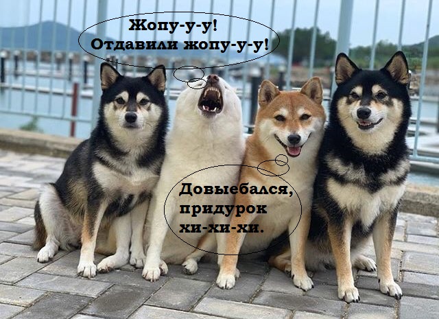 Собака прославилась благодаря таланту портить групповые фотографии