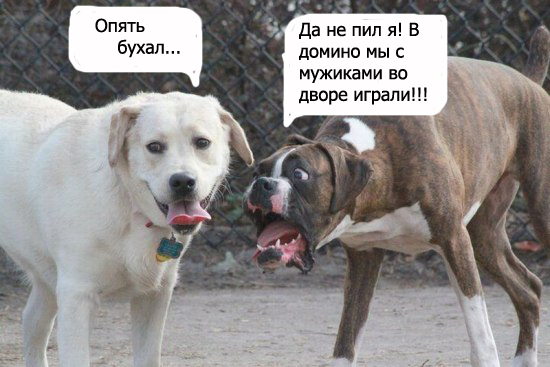 Фотожаба: Две собаки