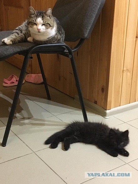 Моя красотка