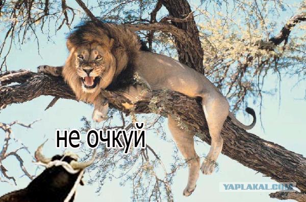 Фотожаба: Как быстро научиться паркуру?