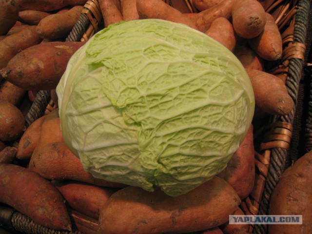 Капуста International, Наступила осень, отцвела капуста...