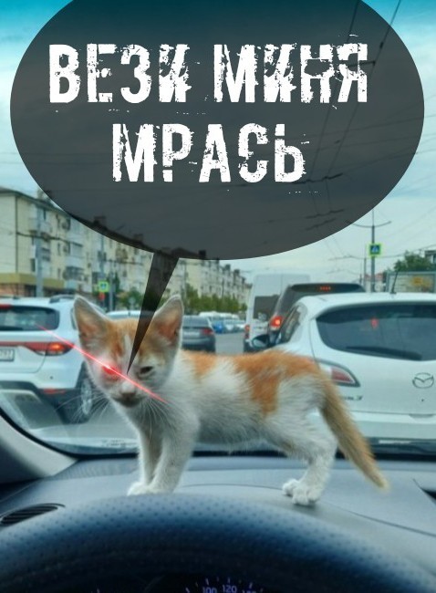 Дурному котёнку 22 км не крюк