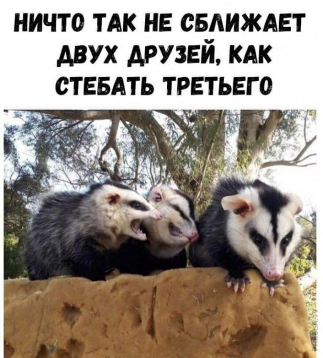 Чайки - те еще тролли!