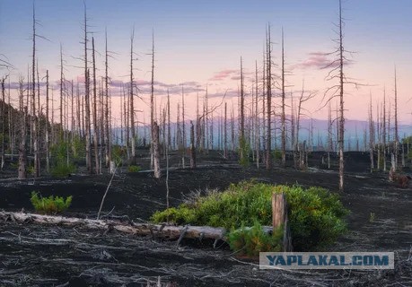 Российские леса постоянно горят, но их биомасса рекордно выросла. Как так вышло и что из этого следует?