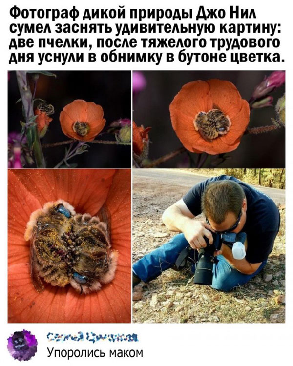 50 оттенков серого или самосвал баянов. Vol.22 50 фото