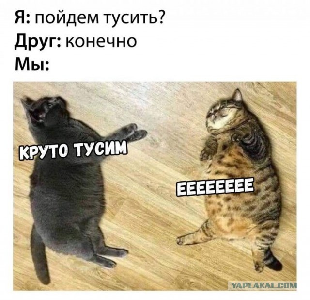 Кот на взводе