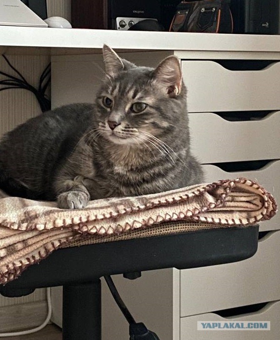 Осенний кот