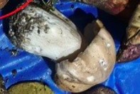 Прошу подсказки по грибам