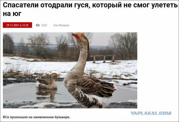 Хлебная гусиница! 18+