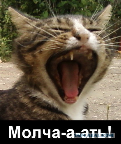 Котовторник 8.10.2013