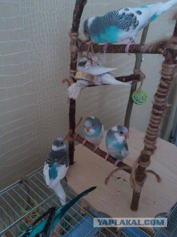 Как я попуганов размножала