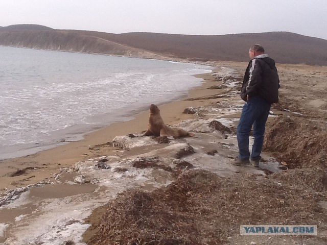 Cпасение морского льва