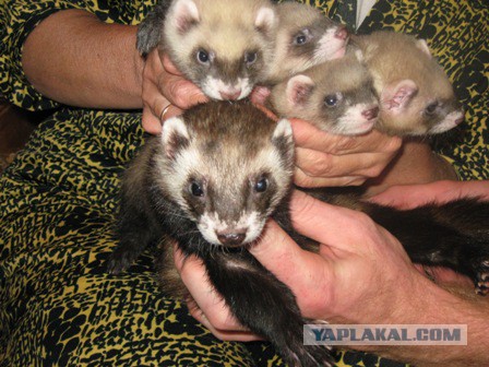 Нед – котенок, который дружит с хорьками