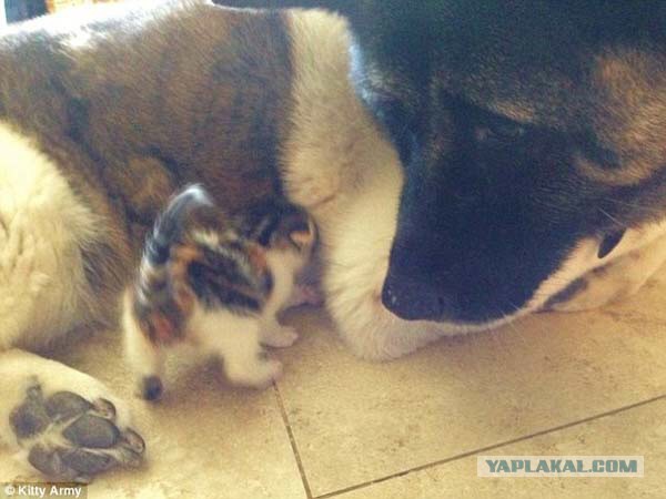 Сторожевая собака усыновила двухнедельного котенка