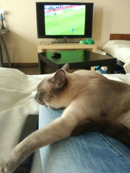 Котовторник 22.04.2014
