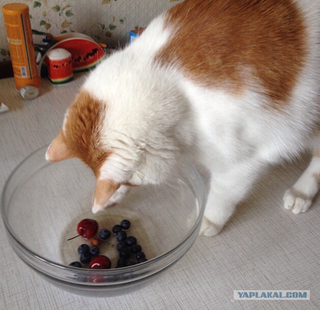 Котовторник 17.06.2014