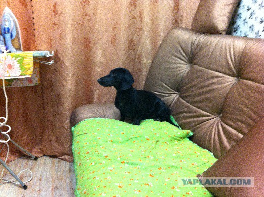 Пришол зобакен