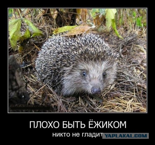 Давно демотиваторов не было
