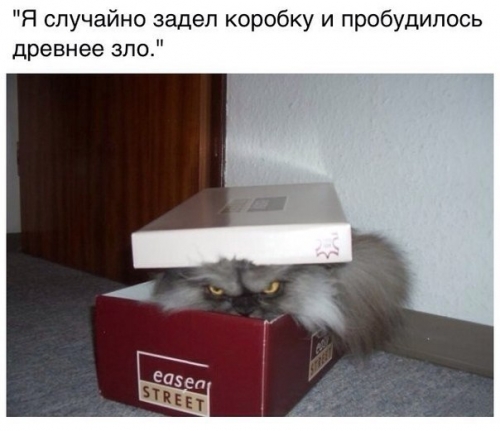 Котовторник