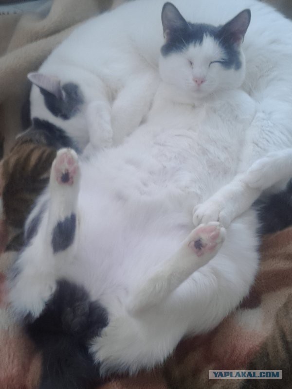 Как спят кошки....