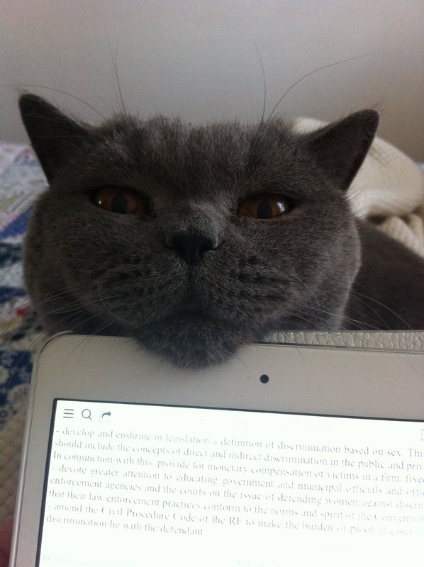 Котовторник 13.10.2015