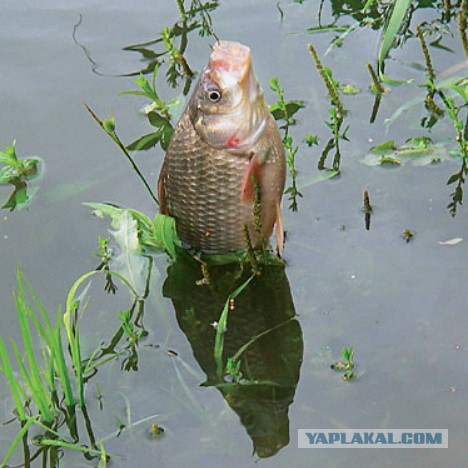 Спасите Вилли.. карася!