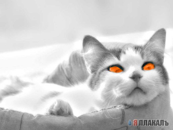 Коты, кошки, котята
