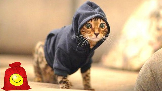 Челябинский полицейский приставил нож к горлу котенка