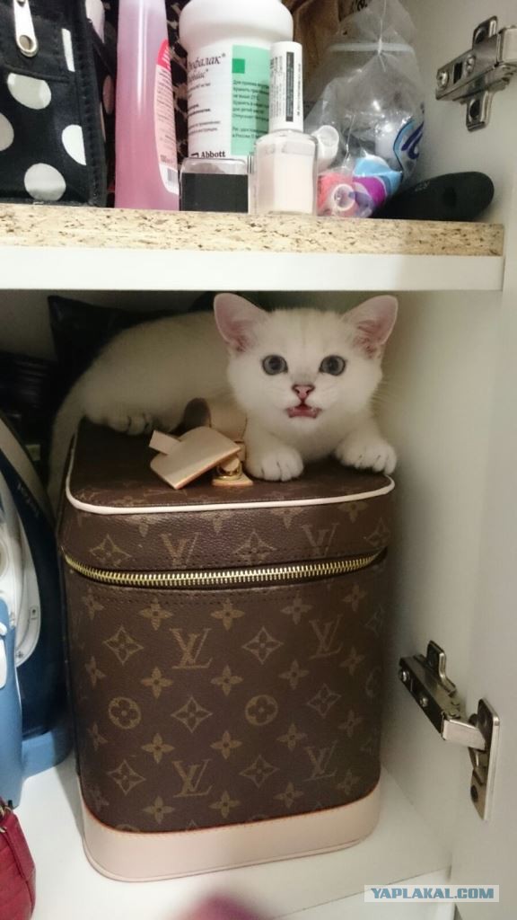 Котовторник 16.02.16