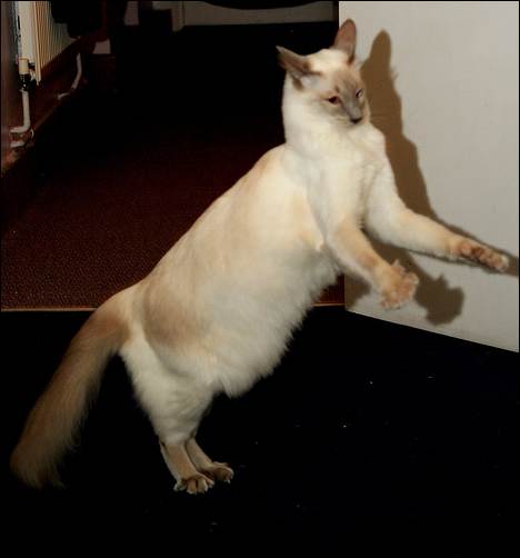 Коты, кошки, котята