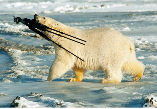 Животные и фотоаппарат