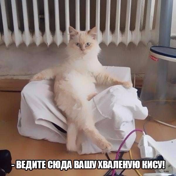 Мохнатые беспредельщики