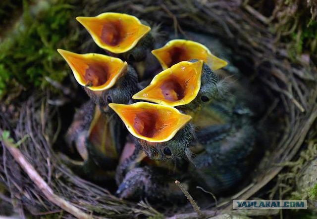 Скоро во всех гнёздах страны!... и не только