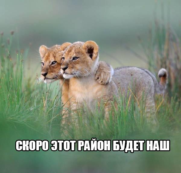 Мохнатые беспредельщики