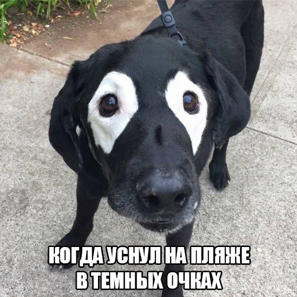 Картинки и приколы из сети, для поднятия настроения=)
