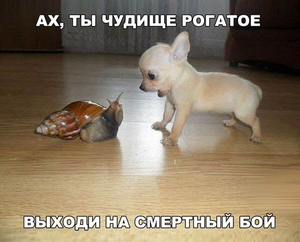 Прикольные животные