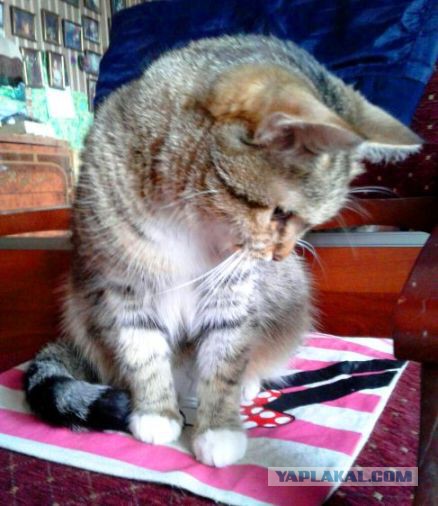 Котовторник 30.08.2016