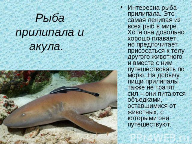 Прилипалы в "Дикси". Куда катится этот мир?
