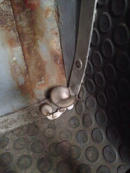 Много картинок